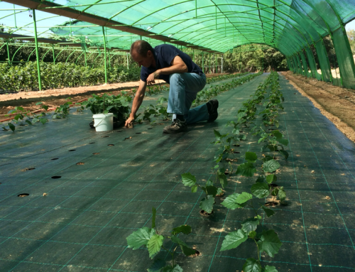 Compatibilización del cultivo de avellanas y trufas – Coselva