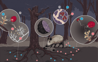ciclo biológico de la trufa negra