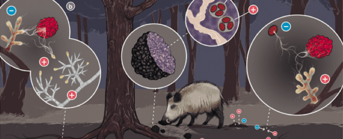 ciclo biológico de la trufa negra