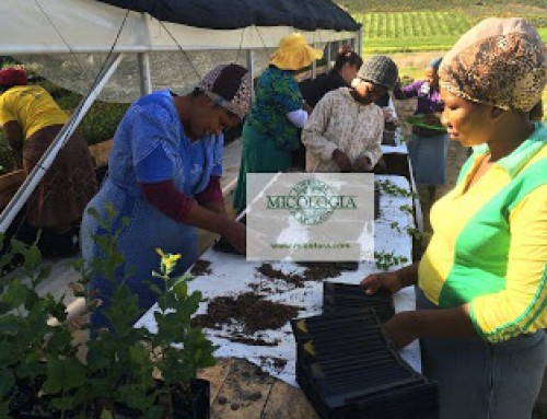 Technology Transfer for Mosbec Truffle Farms – South Africa