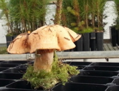 Pine Mycorrhized With Lactarius – Mushroom Fruiting on Pots