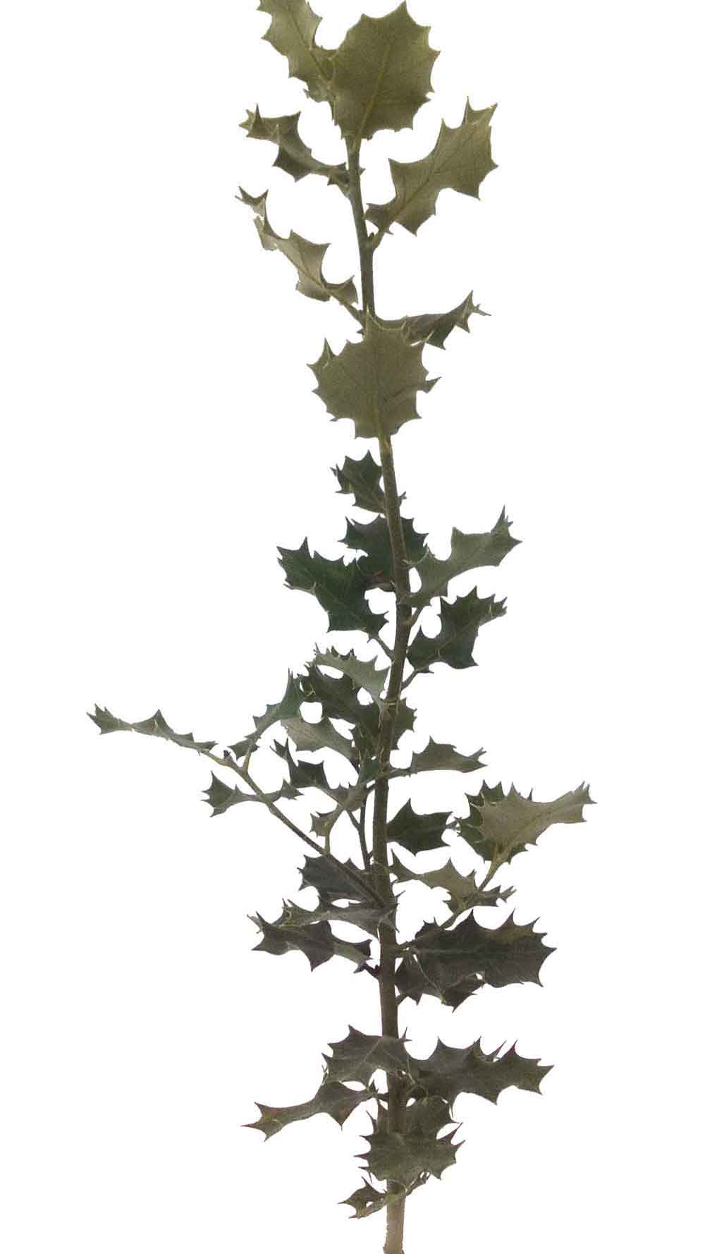 Carrasca trufera = Quercus ilex x Tuber melanosporum - Micofora