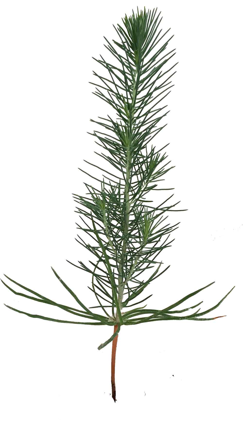 Pinus pinea x Tuber borchii