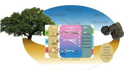Sustrato con esporas para truficultura