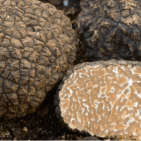 inoculo-puro-tuber-aestivum