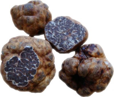 Truffle Inoculum DNA tested pure truffle spawn inoculum to produce your own truffle ...