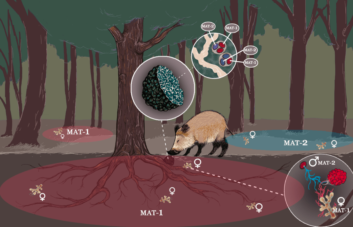 black truffle sexuality and life cycle by micofora