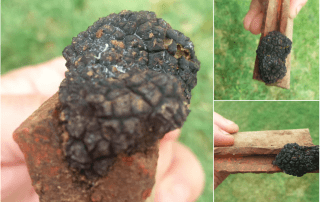 temporada de trufa de verano 2016