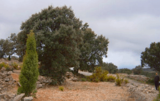 La trufa negra también se encuentra asociada a las raíces de hierbas y arbustos