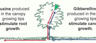relación hormonas auxinas y gibelinas con poda