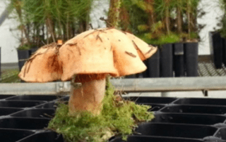 níscalo fructifica en vivero asociado a un plantón de pino micorrizado