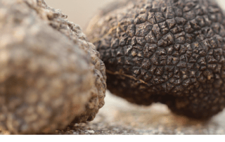 mesa redonda futuro de la trufa silvestre