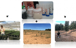bacteria and truffle micofora research