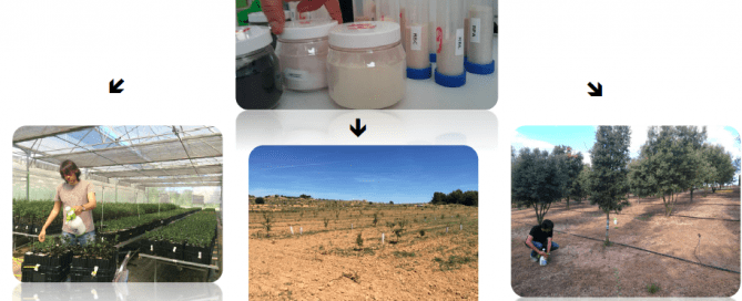 bacteria and truffle micofora research