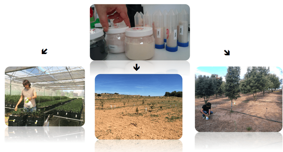 bacteria and truffle micofora research
