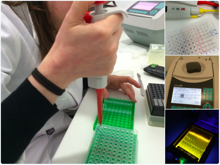 laboratorio de ADN de Micofora