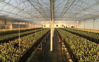 planta trufera micofora