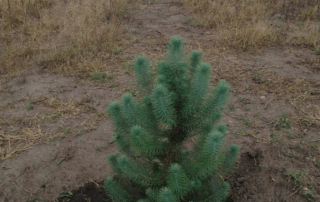 cultivo trufas México