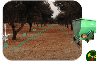 como añadir sustratos con esporas de trufa