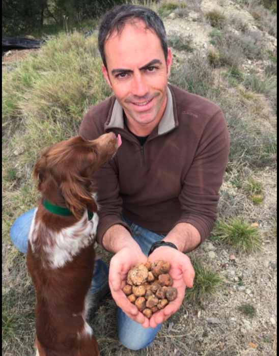 tuber borchii fructifica en España