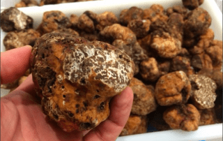 bianchetto cultivo con pino piñonero