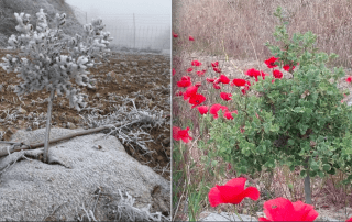 encina trufera tolera bien el frío