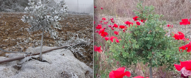 encina trufera tolera bien el frío