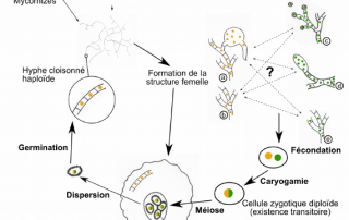 nuevo ciclo biológico de la trufa