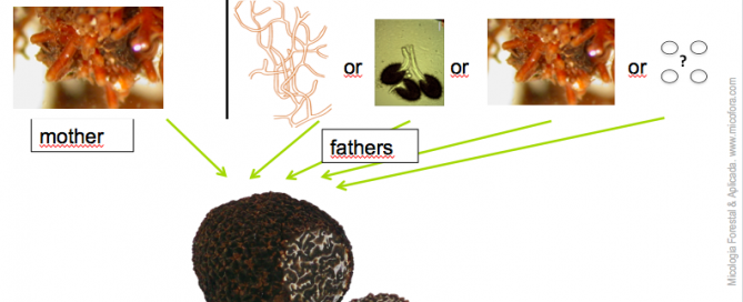 tuber melanosporum fathers may come for mycelium, spores or mycorrhizae