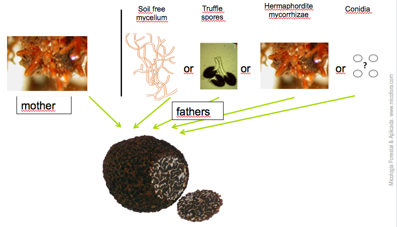 tuber melanosporum fathers may come for mycelium, spores or mycorrhizae