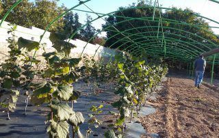 Avellano borchii coselva micofora