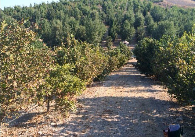 california black truffle plantation