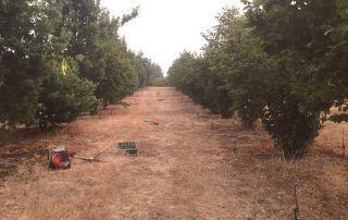 black truffle orchard in Oregon