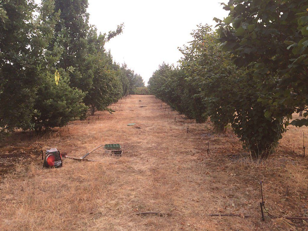 black truffle orchard in Oregon