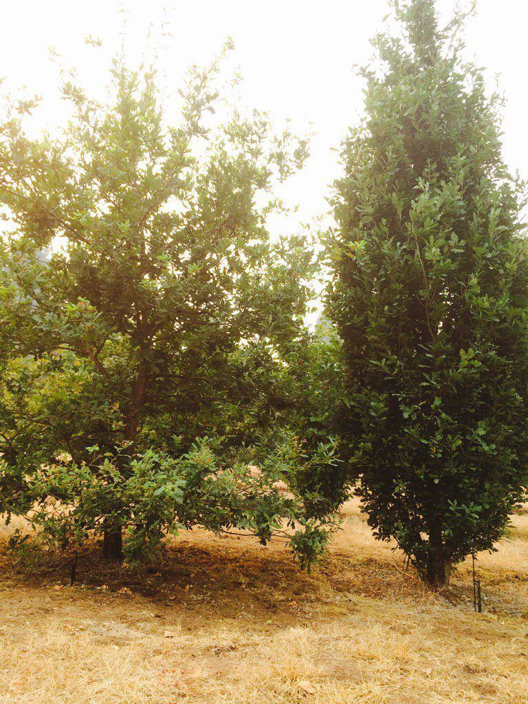 english oak mycorrhized with truffle