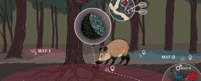 ciclo biológico y reproducción de Tuber melanosporum por micofora