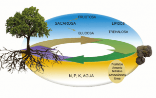 alimentación nutrientes de la trufa negra