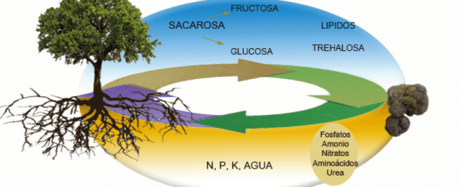alimentación nutrientes de la trufa negra