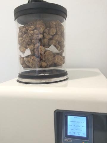 freeze drying truffles for inoculum at micofora