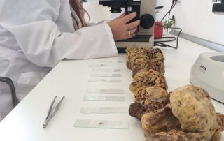 growing white truffle Tuber magnatum