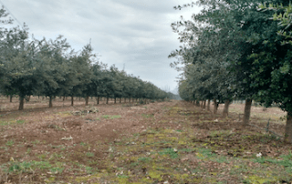 cultivo de trufas en Chile