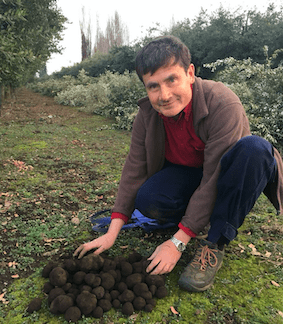 trufa negra cultivada en Chile