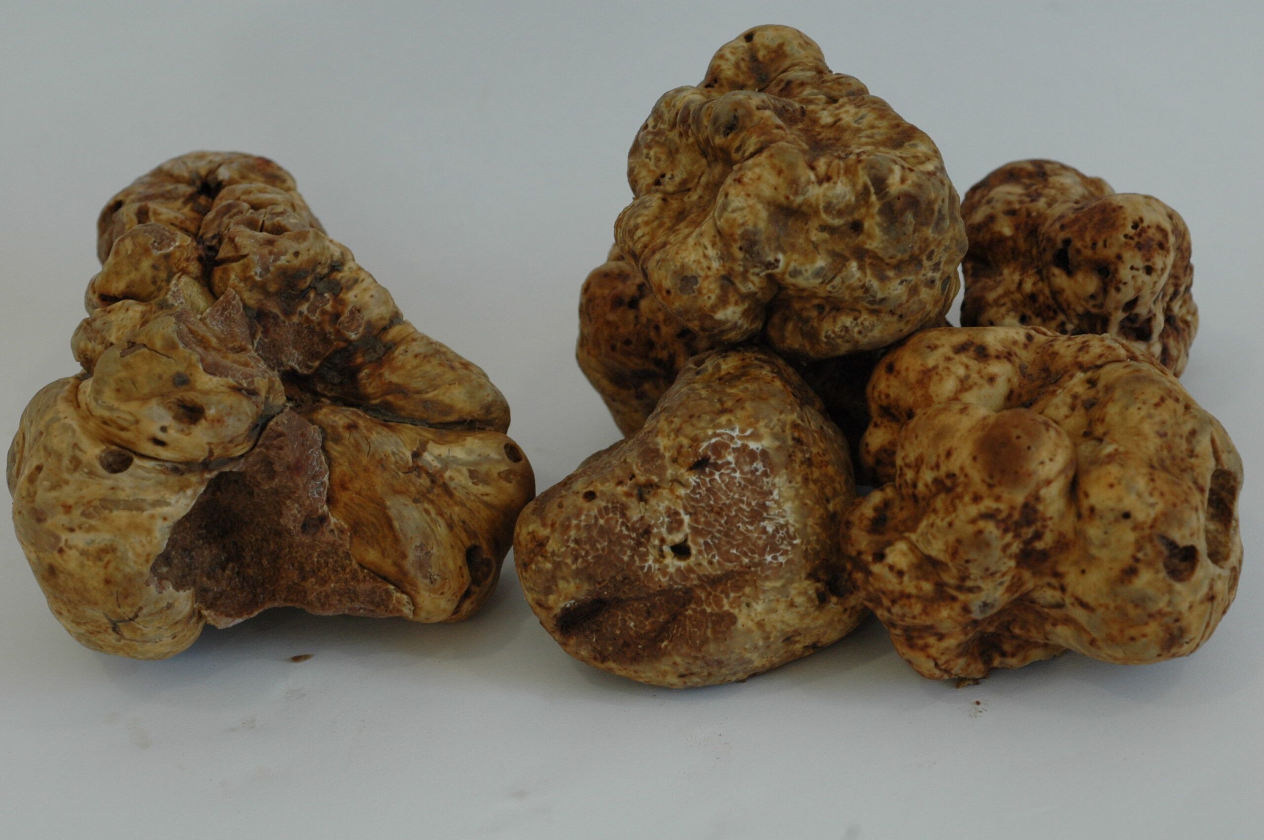 trufa blanca magnatum en laboratorio de micofora