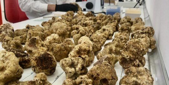 analizando trufa blanca magnatum para inóculo