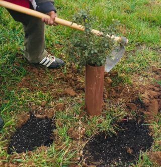 pozos con turba alrededor de una carrasca trufera
