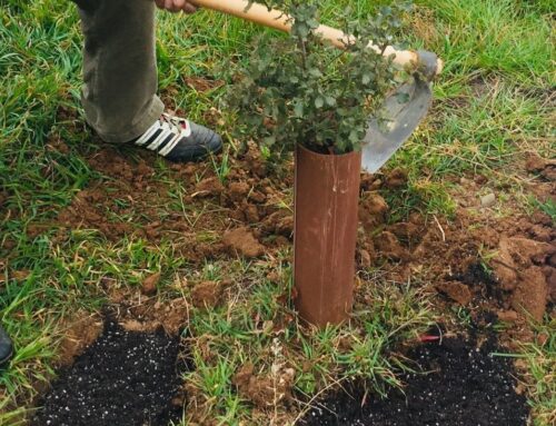La turba en nidos reduce la complejidad del perfil aromático de la trufa, aunque no llega a apreciarse por el consumidor
