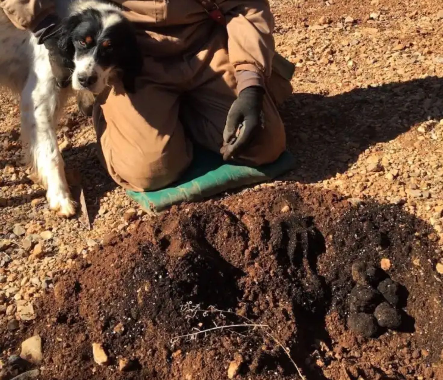 trufas de nido con turba y perlita dan mejor forma redonda