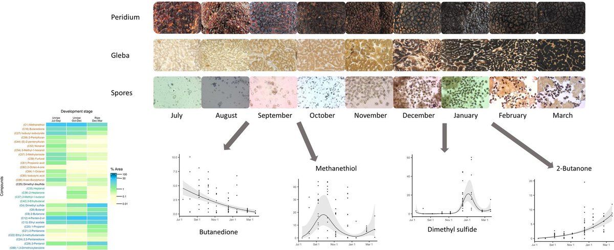 compuestos volatiles aromaticos segun desarrollo de las trufas