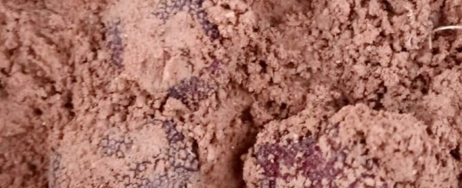 trufa negra todavia inmadura de finales de verano