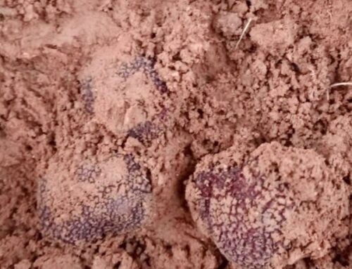 ¿Cómo se forman y maduran las trufas?